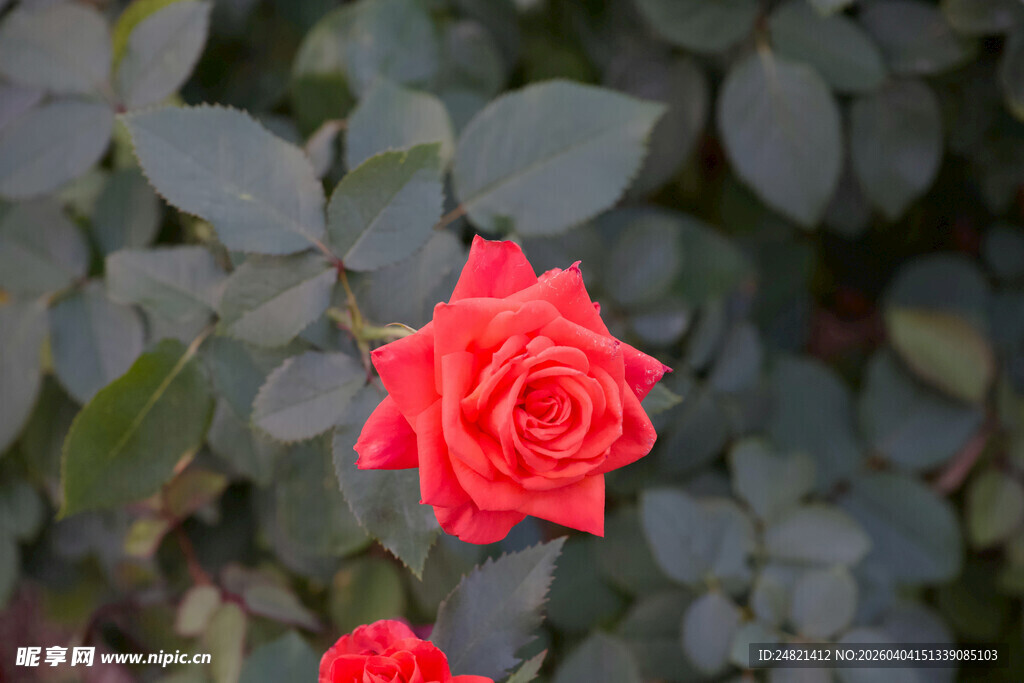 娇艳红玫瑰绽放绿叶间