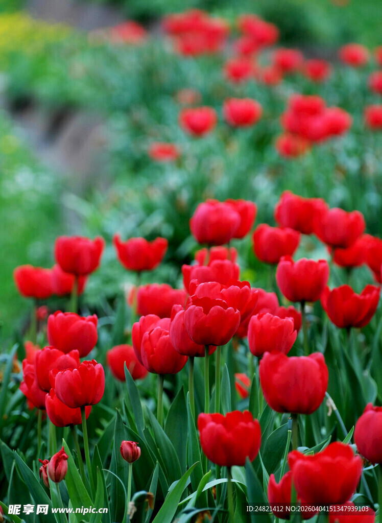 鲜艳红郁金香花海