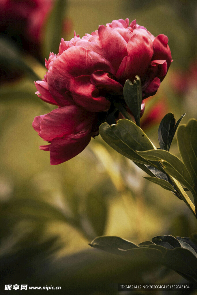 娇艳盛开的红牡丹花