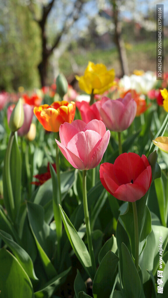 春日绚烂郁金香花海