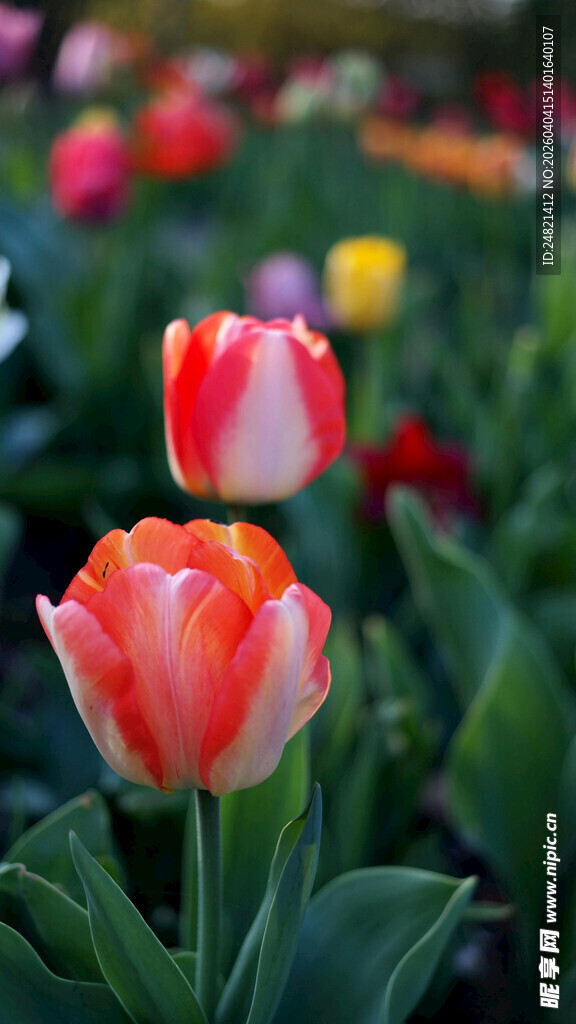 娇艳双色郁金香绽放