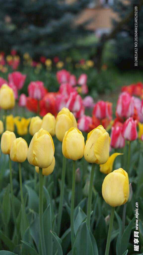 多彩郁金香绽放的美景
