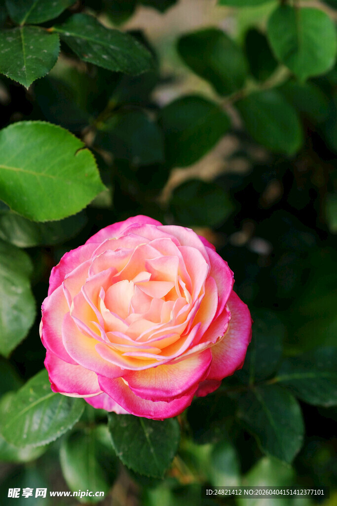 娇艳双色玫瑰绽放