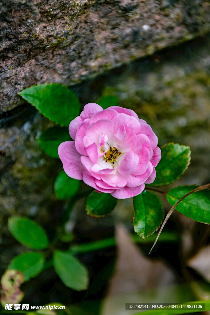 娇艳粉色蔷薇绽放于石旁