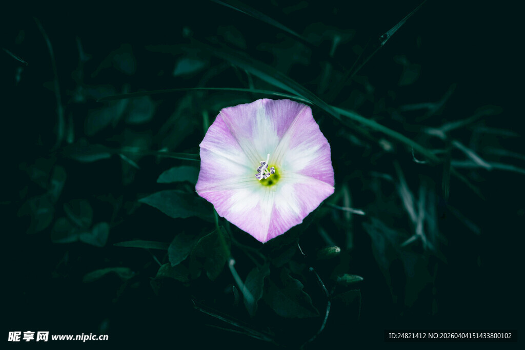 粉色牵牛花特写