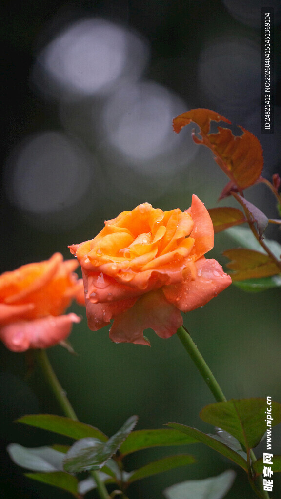 娇艳橙玫瑰绽放
