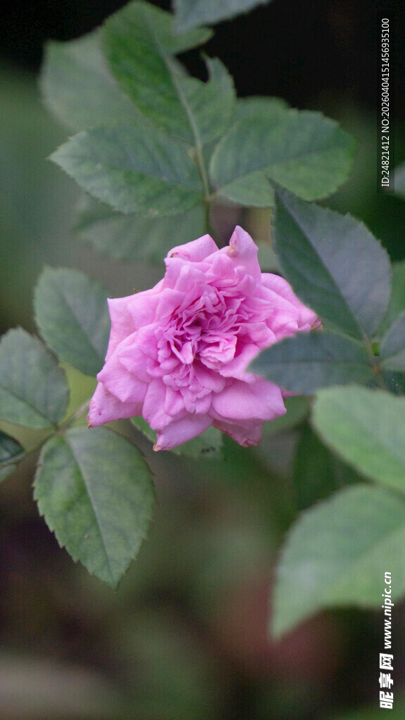 娇艳粉玫瑰绽放