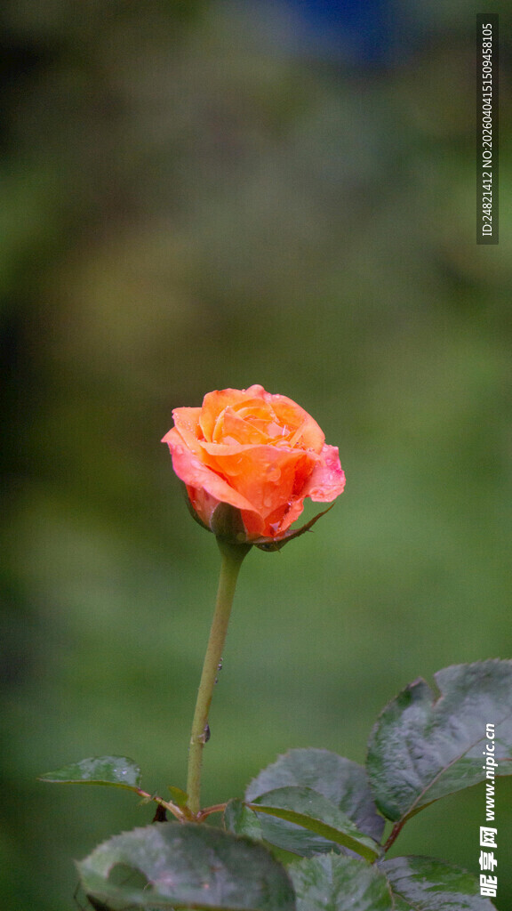 单朵橙红色月季花绽放
