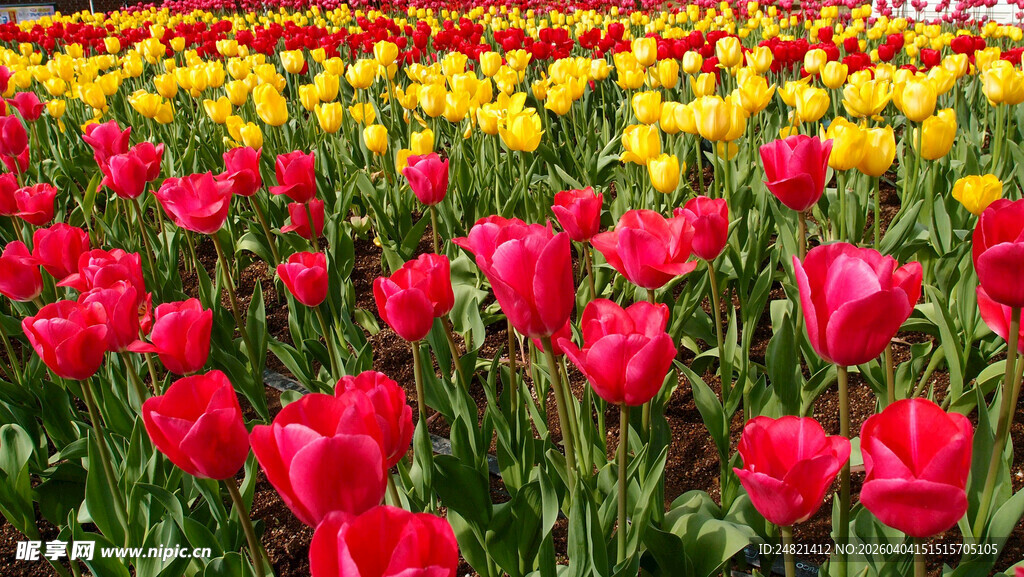 绚烂多彩的郁金香花田