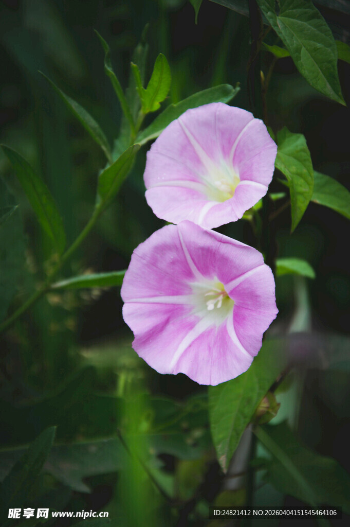两朵粉色牵牛花绽放