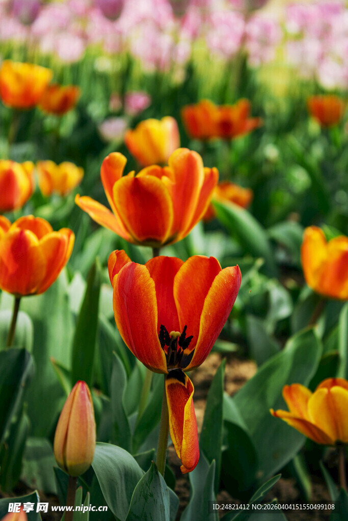 鲜艳橙郁金香绽放花田