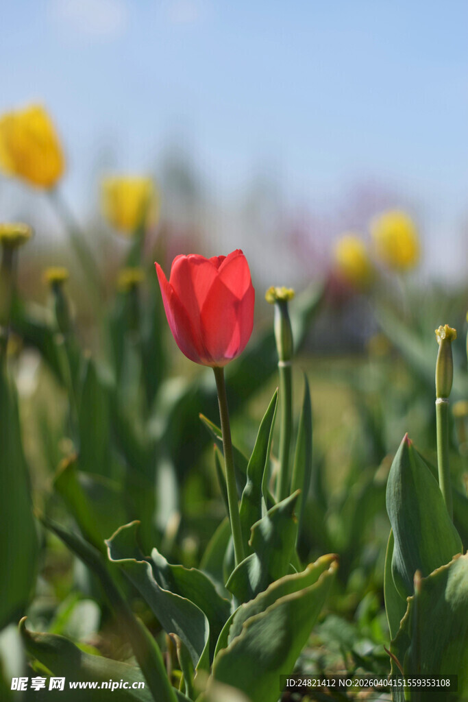 田野中绽放的鲜艳红郁金香