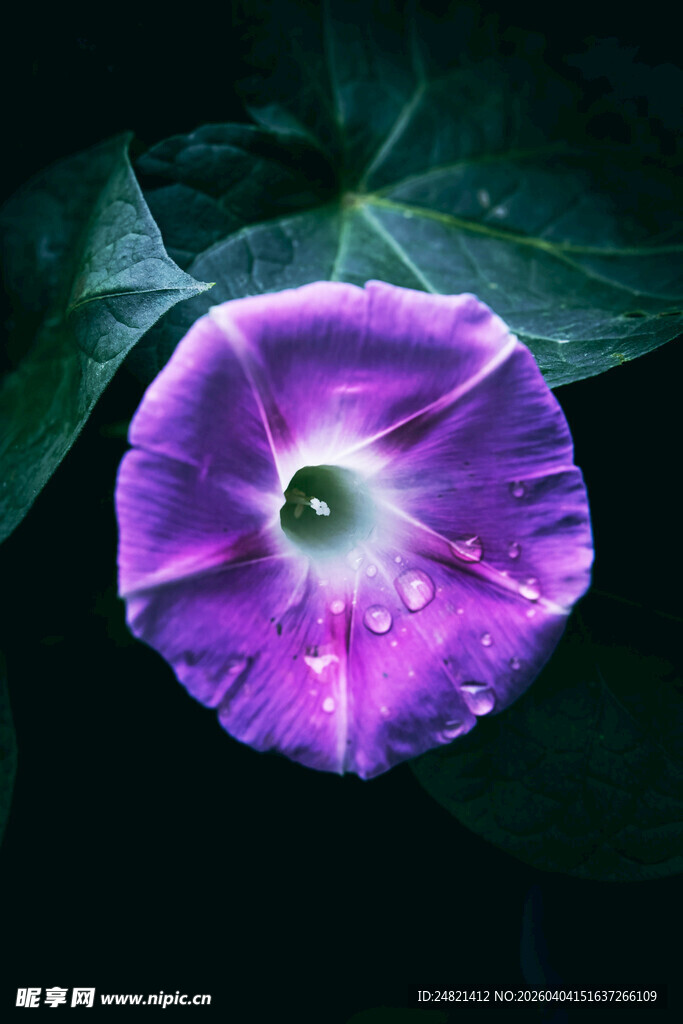 紫色牵牛花特写