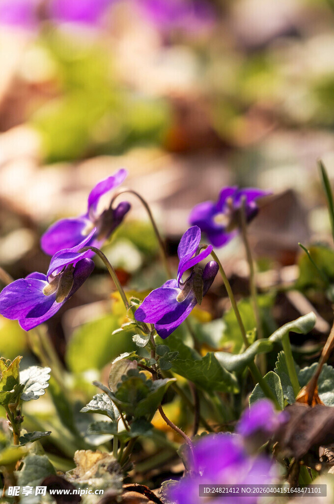 紫色小花绽放于绿意间
