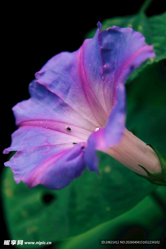 紫色牵牛花特写