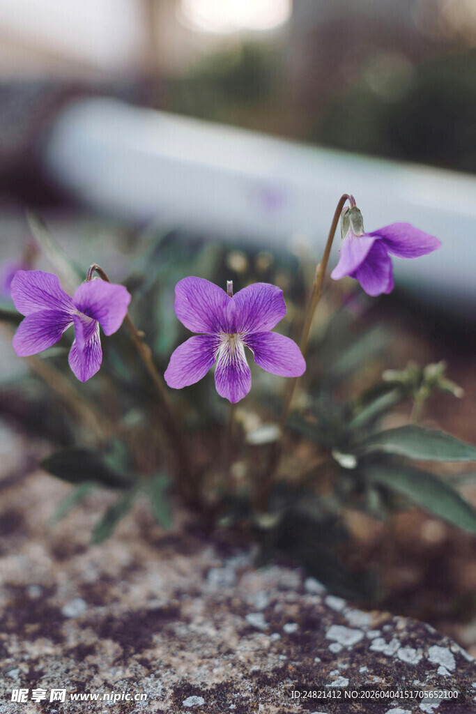 岩石上的紫色小花