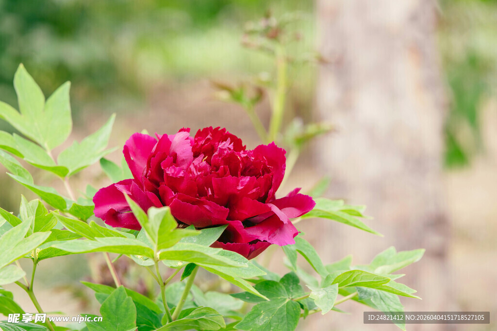 娇艳红牡丹绽放绿叶间