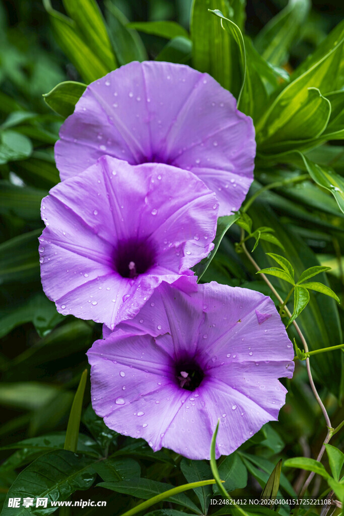 三朵紫色牵牛花绽放