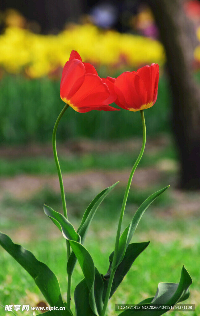 两朵娇艳红色郁金香