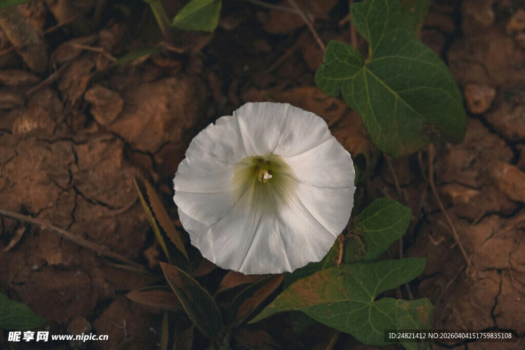 白色牵牛花绽于泥土间