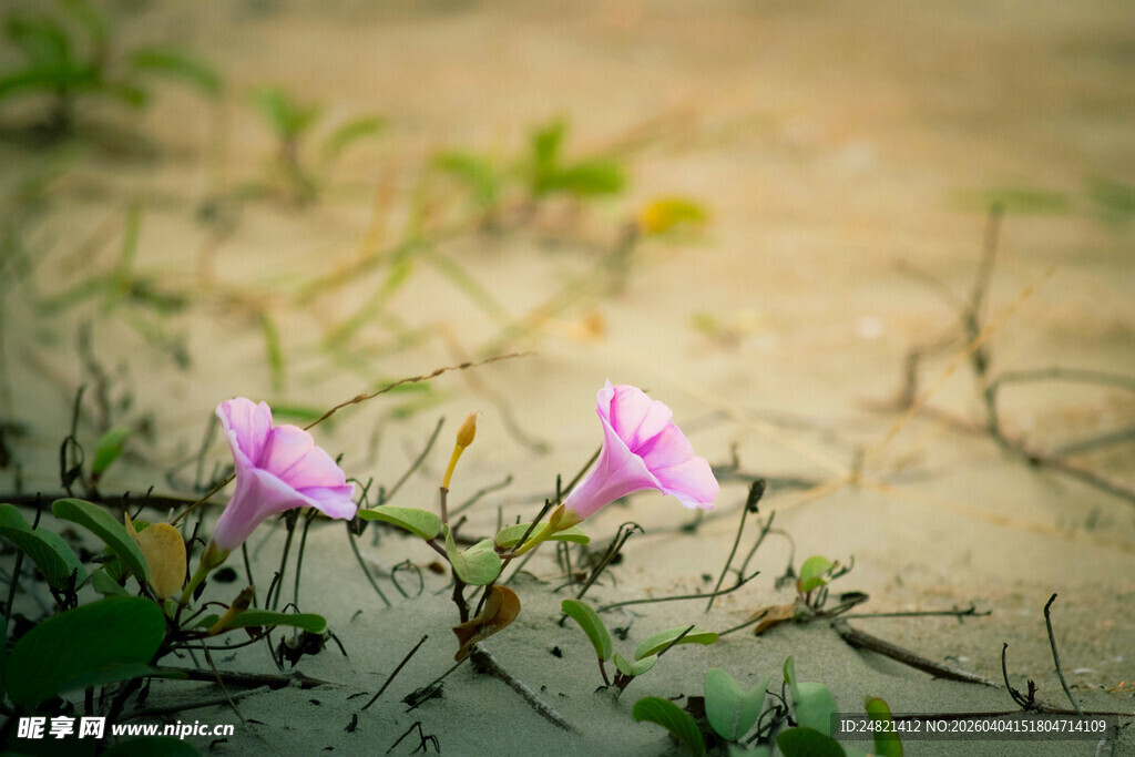 草丛中的两朵粉色牵牛花