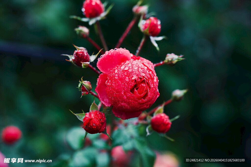 娇艳带露红玫瑰