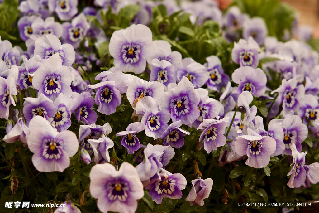 紫色三色堇花卉特写