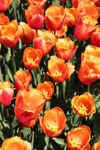 鲜艳橙色郁金香花海