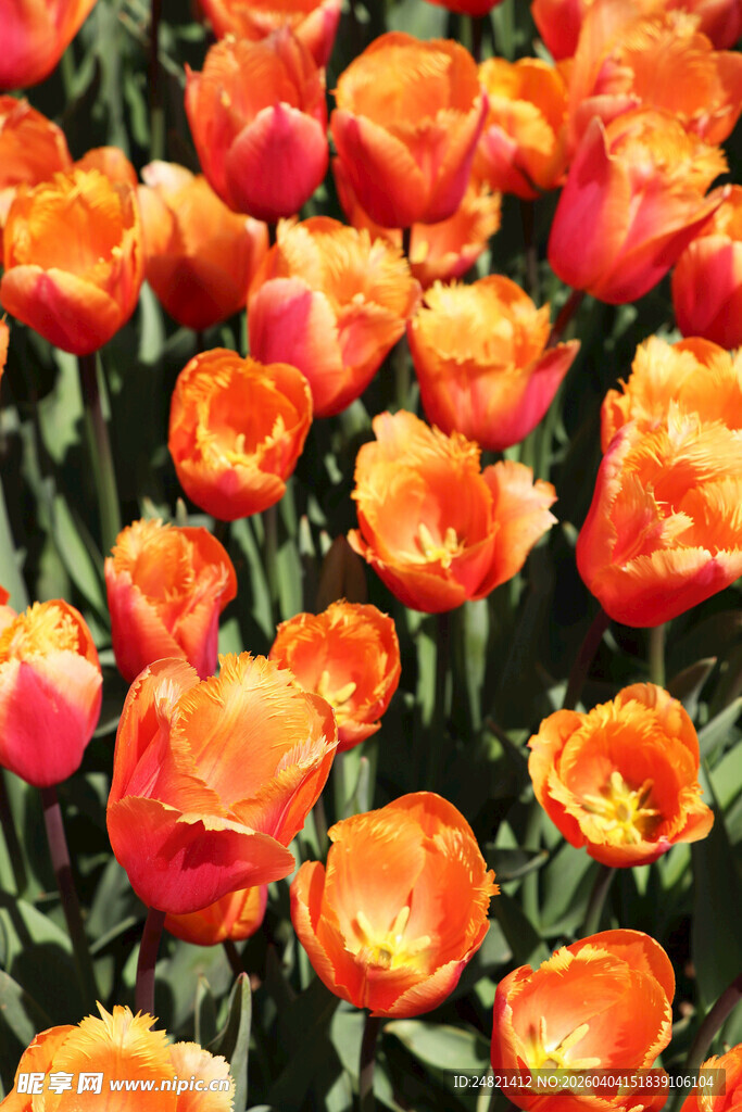 鲜艳橙色郁金香花海