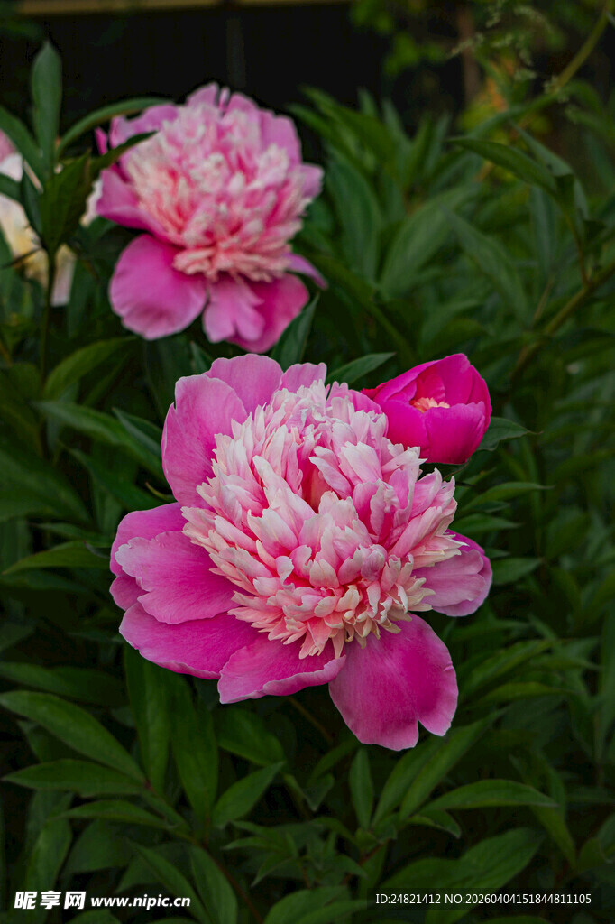 娇艳盛开的粉色芍药花