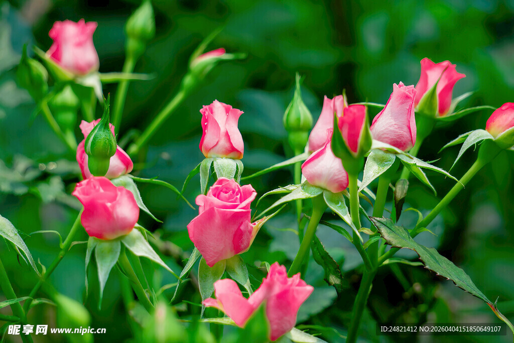 娇艳粉色玫瑰绽放于绿丛