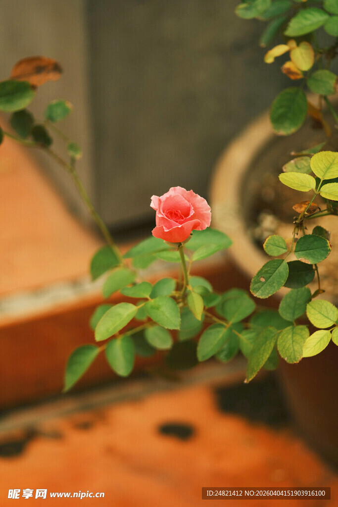 盆栽中绽放的娇艳粉玫瑰