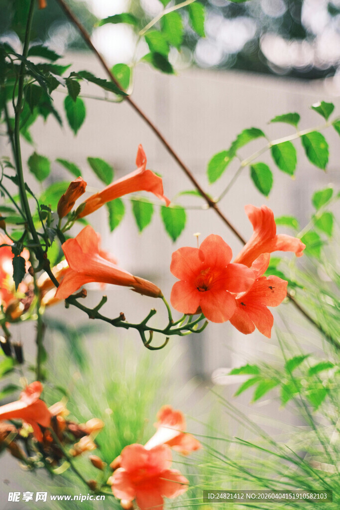 娇艳凌霄花绽放绿叶间