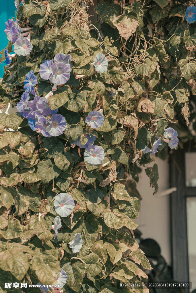 繁花簇拥的墙面景观