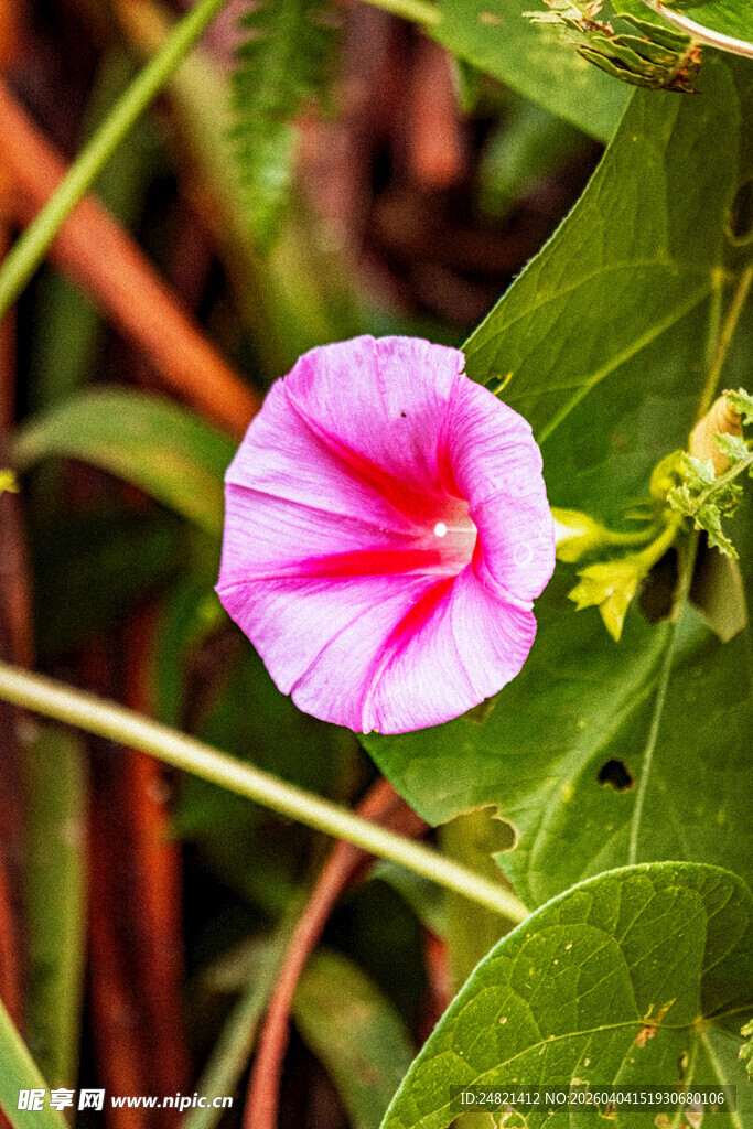 娇艳粉色牵牛花