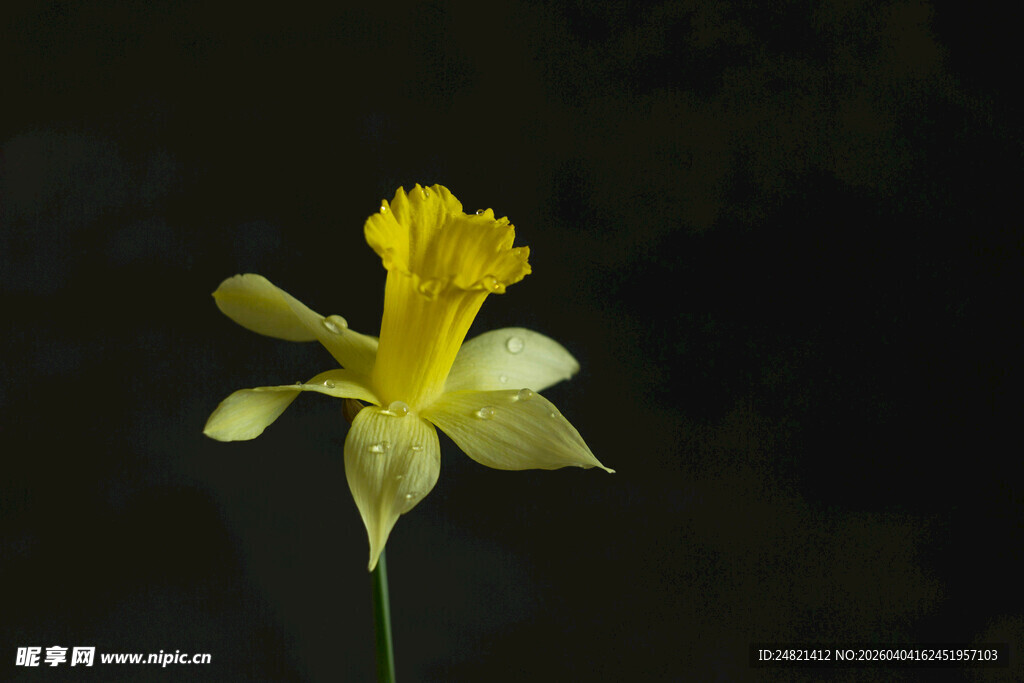 黄色水仙花特写