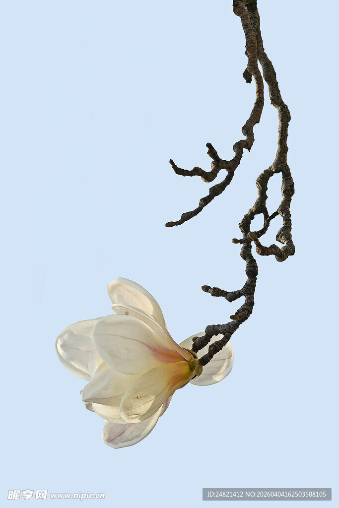 玉兰花枝俏立蓝天