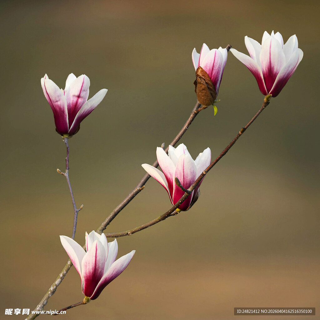 玉兰花枝绽放