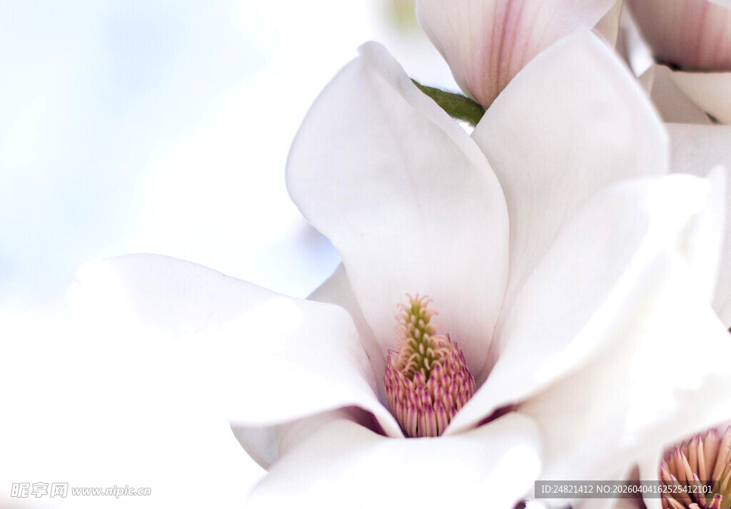 优雅白玉兰绽放瞬间