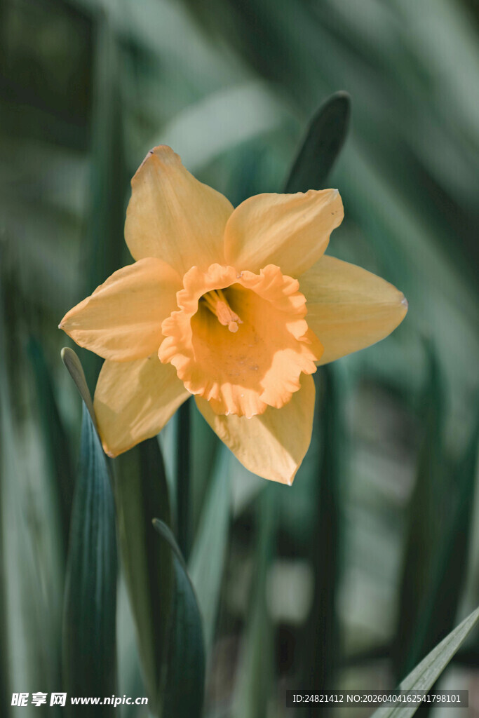 黄色绽放的美丽水仙花