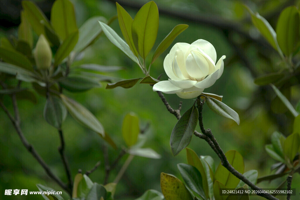洁白玉兰花绽放枝头