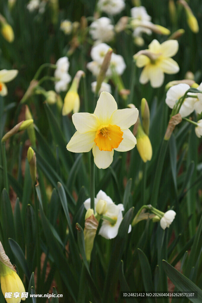 绽放的美丽水仙花朵