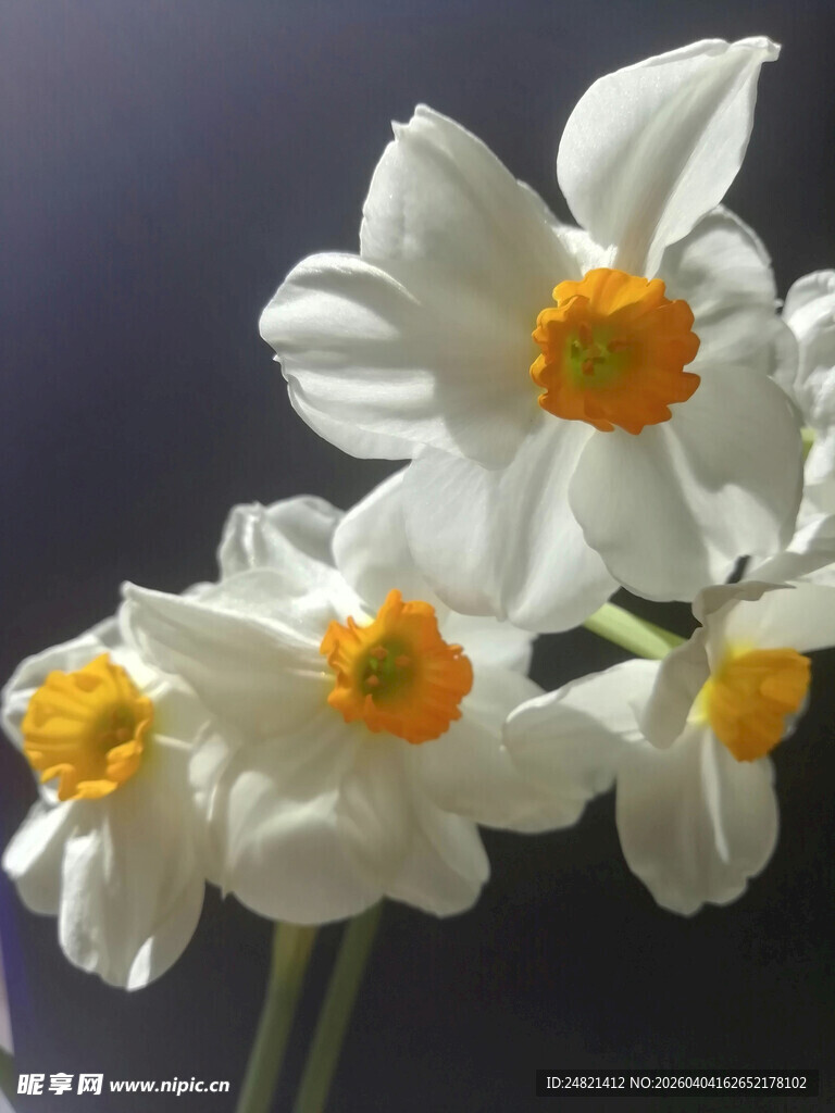 清新绽放的白色水仙花