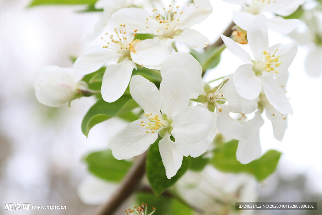 枝头绽放的洁白苹果花