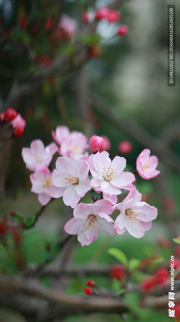 粉白繁花绽于枝头