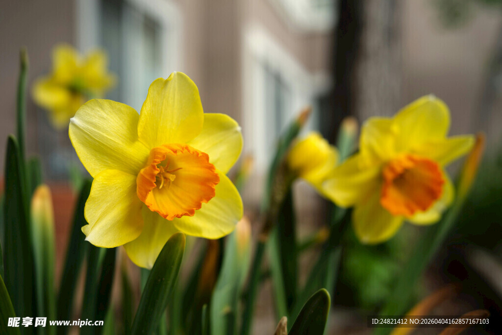绽放的黄色水仙花