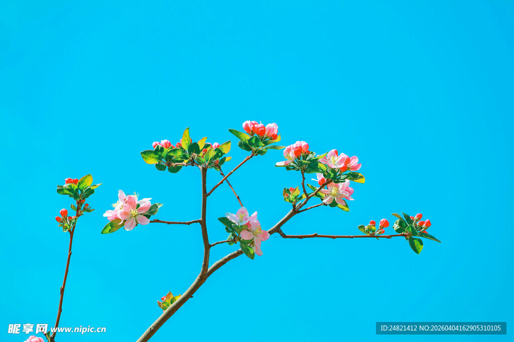 蓝天映衬下的粉嫩花枝