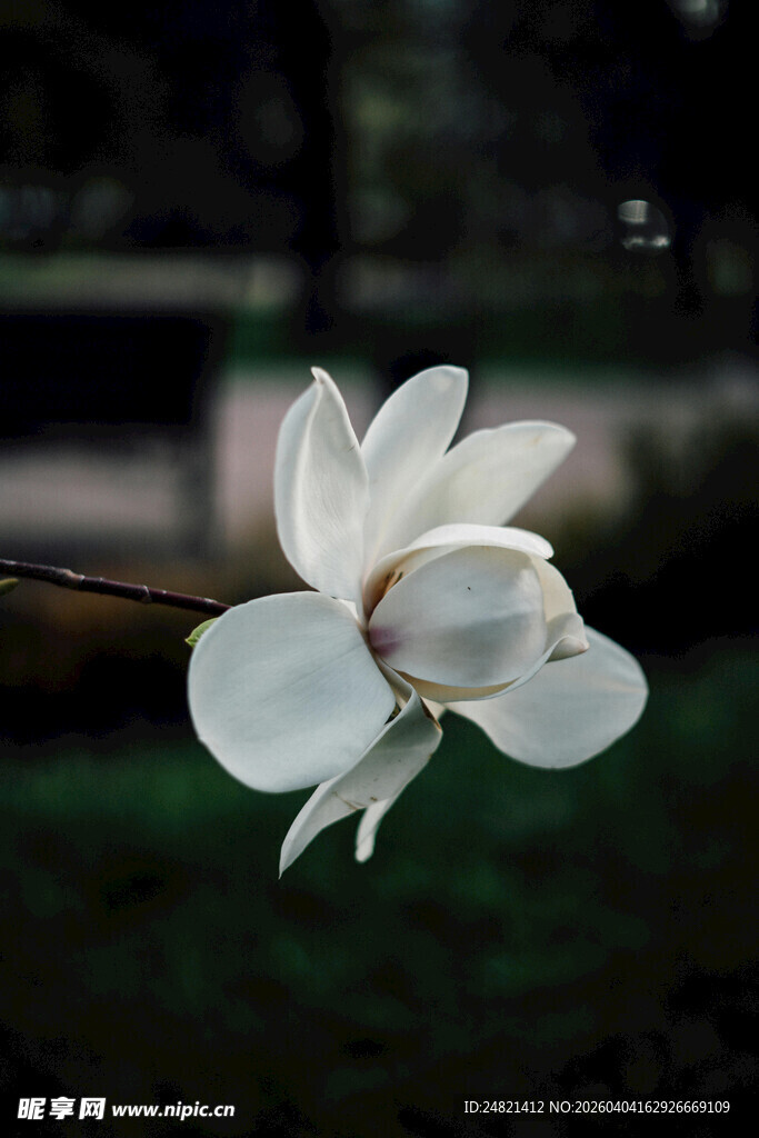 洁白玉兰花绽放