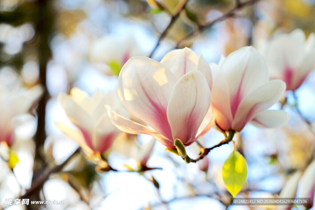 玉兰花绽放枝头