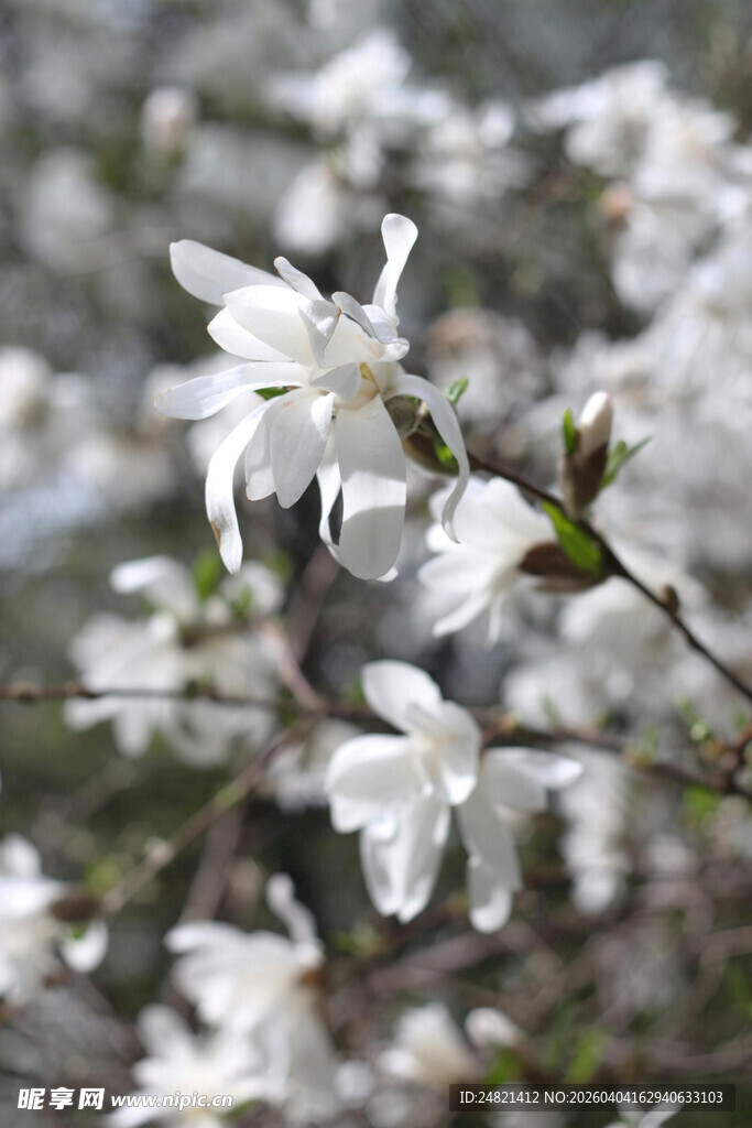 洁白绽放的素雅花枝